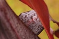 Water droplets on red leaves close-up. Macro photo of rain drops on leaf surface. Royalty Free Stock Photo