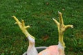 Abstract composition of yellow chicken claws in front of the green grass background Royalty Free Stock Photo