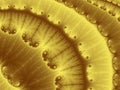 fractal UHD 4K image. round lemon interior like background wallpaper.