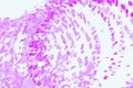 Abstract conceptual motion, particle or random pattern. Shape, messy, color, style & white. Royalty Free Stock Photo