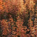 Abstract coral small flowers plant background in sunset back light. Soft Selective focus. Square card. Light tender Royalty Free Stock Photo