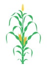 Abstract Corn Stalk. Plant. Vector Royalty Free Stock Photo