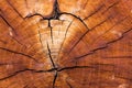 Abstract cracked wood background Royalty Free Stock Photo