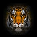 Abstract creative illustration with colorful tiger