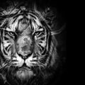 Abstract creative illustration with colorful tiger