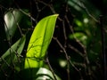 Abstract of The Crinum Lily Leaf behind The Leafless Royalty Free Stock Photo