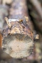 Abstract cross section of large cut Pine tree. Shallow depth of the field Royalty Free Stock Photo