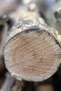 Abstract cross section of large cut Pine tree. Shallow depth of the field Royalty Free Stock Photo