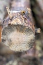 Abstract cross section of large cut Pine tree. Shallow depth of the field Royalty Free Stock Photo