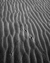 Abstract Of Crossing Bird Tracks On Sand B&W