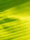 Abstract of The Crystal Anthurium Leaf Royalty Free Stock Photo