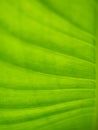 Abstract of The Crystal Anthurium Leaf Royalty Free Stock Photo