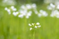 Abstract Cuckooflower Cardamine pratensis, abstract creation using selective focus Royalty Free Stock Photo