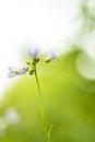 Abstract Cuckooflower Cardamine pratensis, abstract creation using selective focus Royalty Free Stock Photo