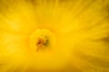 Abstract daffodil flower parts