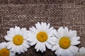 Abstract daisy on brown textured fabric