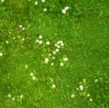 Abstract daisy field background