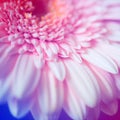 Abstract daisy flower background. Flowers made with color filters