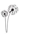 Abstract Dandelion Background Vector Illustration Royalty Free Stock Photo