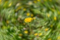 Abstract dandelion circular blur