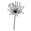 Abstract dandelion botanical doodle. Hand-drawn plant contour isolated on white background. Wavy inflorescence with round seeds.