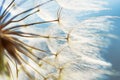 Abstract dandelion flower background, closeup with soft focus Royalty Free Stock Photo