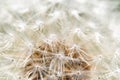 Abstract dandelion flower background closeup with soft focus Royalty Free Stock Photo