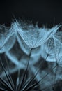 Abstract dandelion flower background, extreme closeup. Big dandelion on natural background. Royalty Free Stock Photo