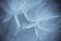 Abstract dandelion flower background, extreme closeup. Big dandelion on natural background.