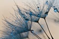 Abstract dandelion flower background, extreme closeup. Big dandelion on natural background.