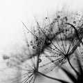 Abstract dandelion flower background, extreme closeup. Royalty Free Stock Photo