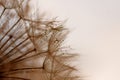 Abstract dandelion flower background. Seed macro closeup. Soft focus Royalty Free Stock Photo