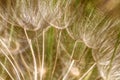 Abstract dandelion flower background with soft focus