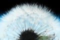 Abstract dandelion flower Royalty Free Stock Photo