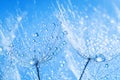 Abstract dandelion flower seeds with water drops background