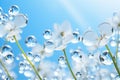 abstract Dandelion flower seeds with water drops background with blue sky, photo by Generative AI Royalty Free Stock Photo