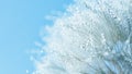 Abstract dandelion flower seeds with water drops background Royalty Free Stock Photo