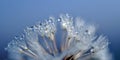 Abstract dandelion flower seeds with water drops background, Macro of water drops on dandelion Royalty Free Stock Photo