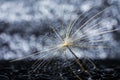 Abstract dandelion flower with water drops and bokeh background Royalty Free Stock Photo