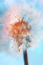 Abstract dandelion macro Royalty Free Stock Photo