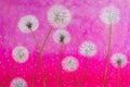 Abstract dandelions on pink background, oil painting