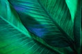 Abstract dark green leaf texture