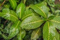 Abstract dark green of tropical plant and green leaf after rain drops in monsoon season Royalty Free Stock Photo