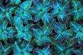 Abstract dark and light blue coleus leaves background close up, fantastic blue color foliage texture, decorative tropical leaf