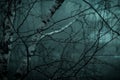 Abstract dark scary background. The forest is mysterious with strange moonlight and night ghostly branches of trees in Royalty Free Stock Photo