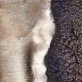 Abstract of dark sheepskin and pale deerskin pelts Royalty Free Stock Photo