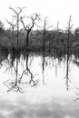 Abstract dead trees reflected in a lake, art of pattern and surface, bare tree trunks and branches, gently clouds in the water. Royalty Free Stock Photo