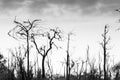 Abstract dead trees reflected in a lake, art of pattern and surface, bare tree trunks and branches, gently clouds in the water.