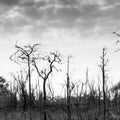 Abstract dead trees reflected in a lake, art of pattern and surface, bare tree trunks and branches, gently clouds in the water.