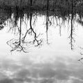 Abstract dead trees reflected in a lake, art of pattern and surface, bare tree trunks and branches, gently clouds in the water.